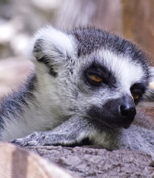 Lemur kata nukkua — kuvapankkivalokuva