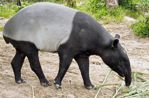 Malaysiska tapir — Stockfoto