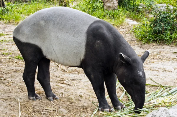Malayan Tapir — Stock Photo, Image