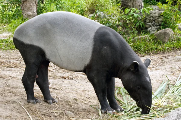 Malaiischer Tapir — Stockfoto