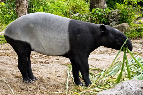 Tapir Malaya — Stok Foto