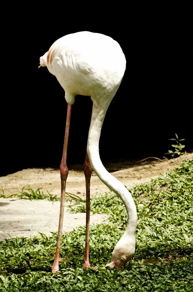 Vit flamingo — Stockfoto