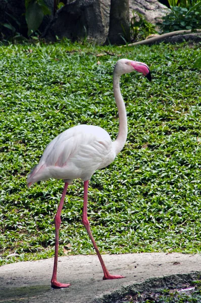 Flamingo branco — Fotografia de Stock
