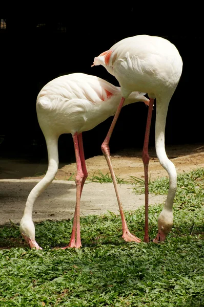 Witte flamingo — Stockfoto