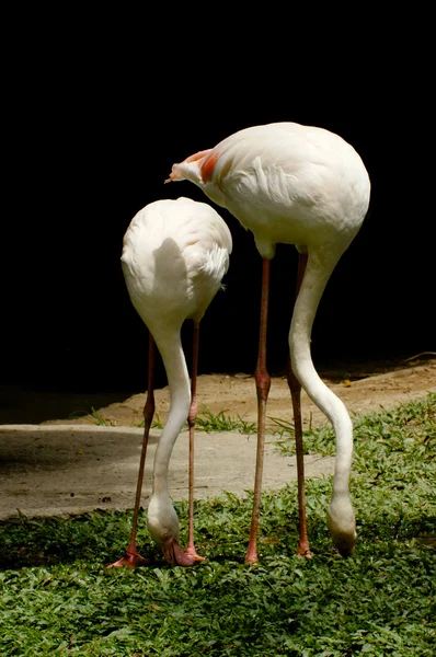 White flamingo — Stock Photo, Image