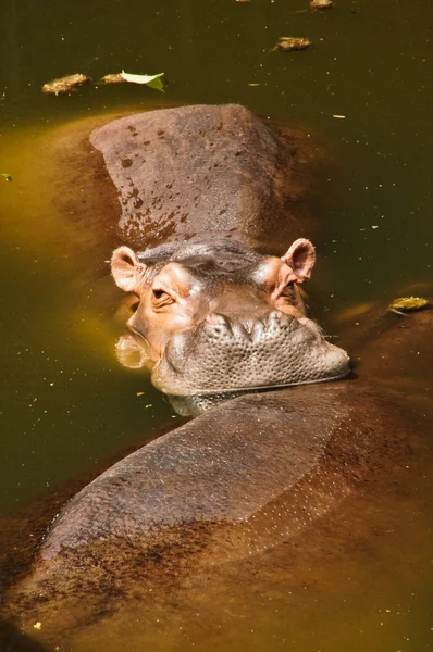 Hippo tonen grote kaak en tanden — Stockfoto