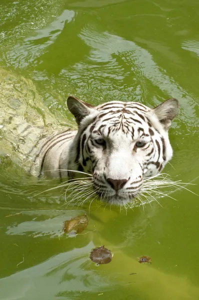 White Royal Bengal tiger swimming — Stock Photo, Image