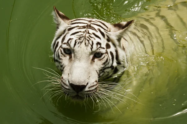 로얄 벵골 호랑이 수영 화이트 — 스톡 사진