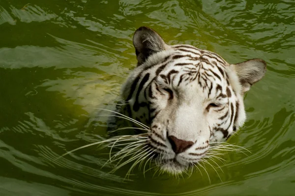 Branco Royal Bengala tigre natação — Fotografia de Stock