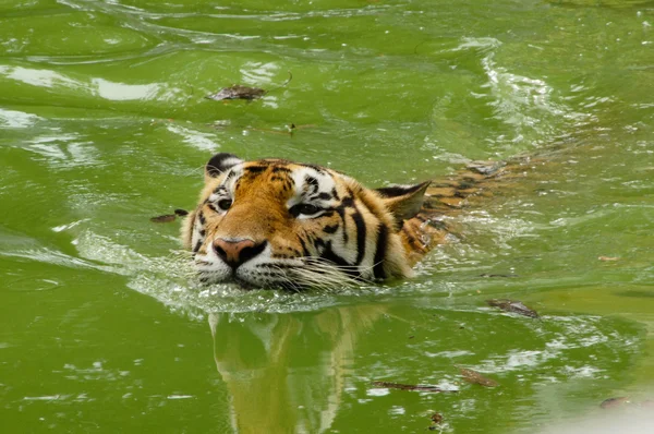 Royal Bengal tiger swimming — Stock Photo, Image