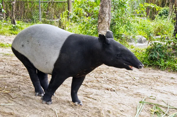 Малайский тапир — стоковое фото