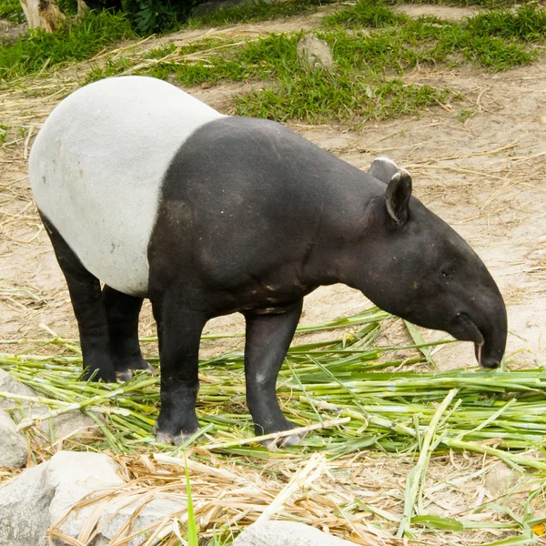 Tapir malayo — Foto de Stock