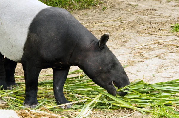 Malayan Tapir Eating — Stock Photo, Image