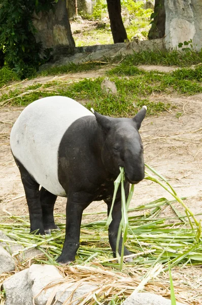 Tapir malais Manger — Photo