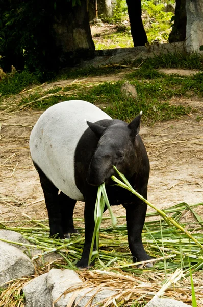 Tapir malais Manger — Photo
