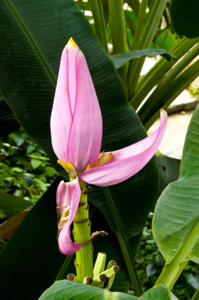 Pink flowering banana of Scientific name: Musa ornata Roxb. — Stock Photo, Image