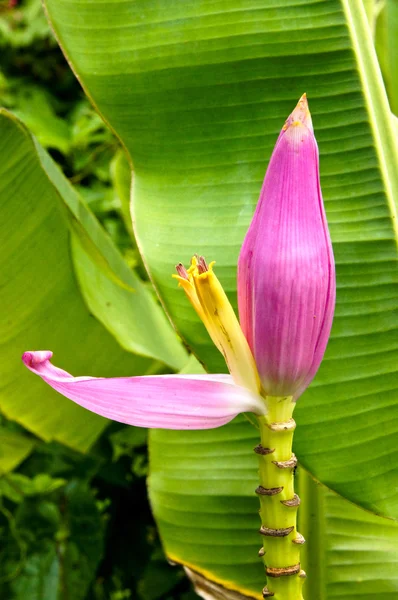 Plátano rosado con flores Nombre científico: Musa ornata Roxb . — Foto de Stock