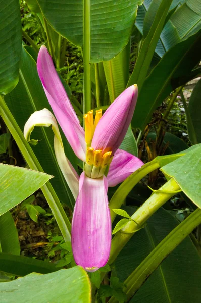 Plátano rosado con flores Nombre científico: Musa ornata Roxb . — Foto de Stock