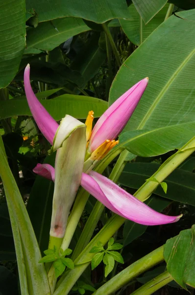 Pink flowering banana of Scientific name: Musa ornata Roxb. — Stock Photo, Image