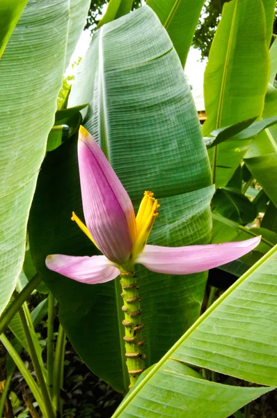 Pink flowering banana of Scientific name: Musa ornata Roxb. — Stock Photo, Image