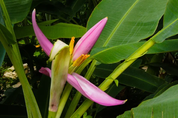 Pink flowering banana of Scientific name: Musa ornata Roxb. — Stock Photo, Image