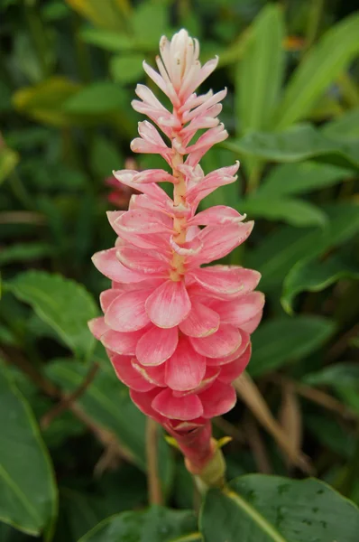 A Beautiful Tropical Pink Ginger (Alpinia Purpurata) Flower. — Stock Photo, Image