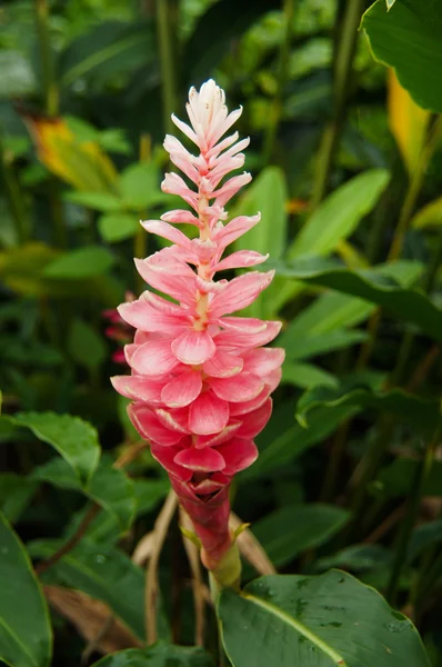 Krásné tropické růžový zázvor (alpinia purpurata) květ. — Stock fotografie