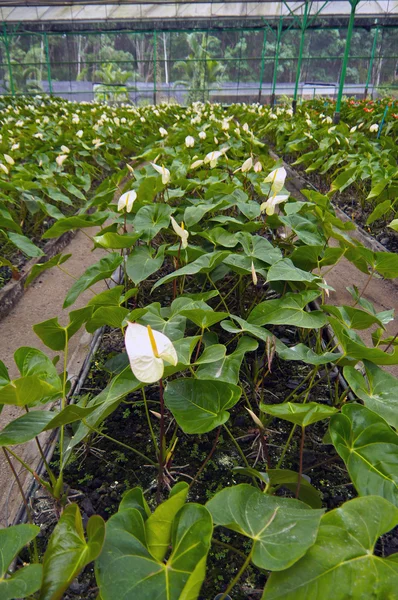 Anthurium blossom Garden. — Stock Photo, Image