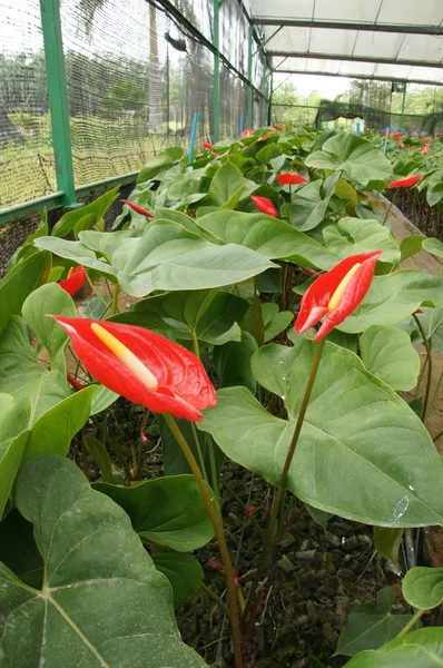 Anthurium fiore Giardino . — Foto Stock