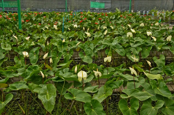 Anthurium blomma trädgård. — Stockfoto