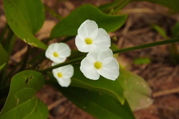 エキノドルス cardifolius (l.) griseb 白い花. — ストック写真