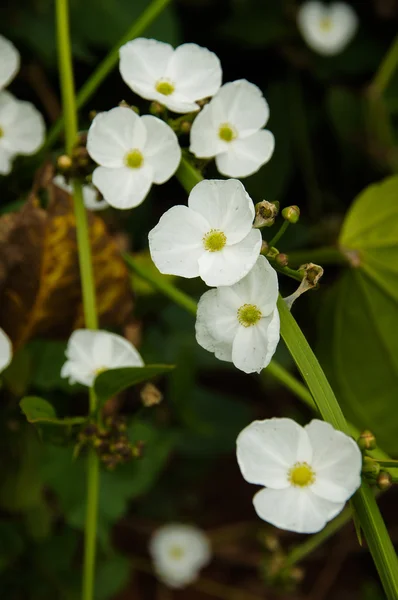 エキノドルス cardifolius (l.) griseb 白い花. — ストック写真