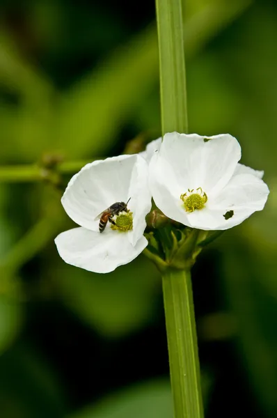 エキノドルス cardifolius (l.) griseb 白い花. — ストック写真