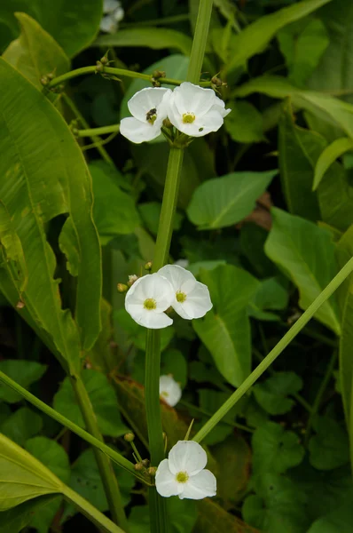エキノドルス cardifolius (l.) griseb 白い花. — ストック写真