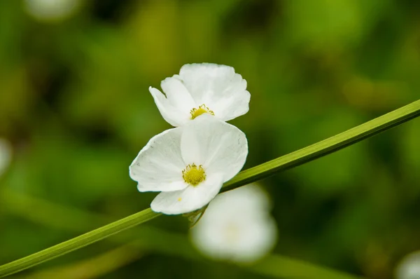 White flowers, Echinodorus cardifolius (L.) Griseb. — Stock Photo, Image