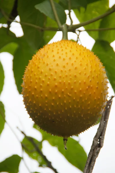 Sydostasiatiska frukt, känner ofta som gac, baby jackruit — Stockfoto