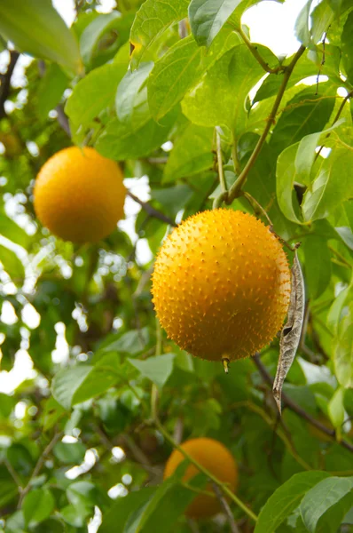 Owoce Azji Południowo-Wschodniej, powszechnie znany jako gac, dziecko jackruit — Zdjęcie stockowe