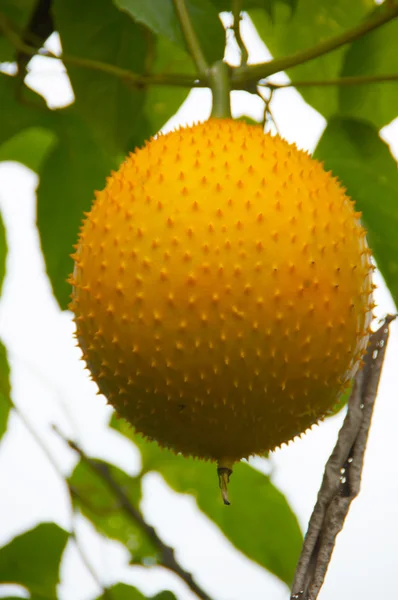Zuidoost-Aziatische vruchten, bekend algemeen als gac, baby jackruit — Stockfoto