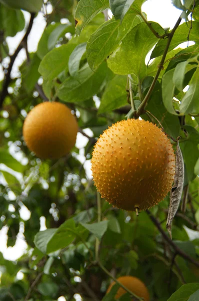 Frutta del sud-est asiatico, comunemente noto come Gac, Baby Jackruit — Foto Stock