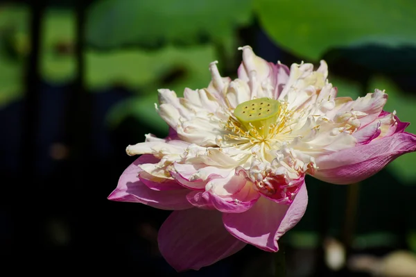 Giglio d'acqua rosa fiore (loto ) — Foto Stock