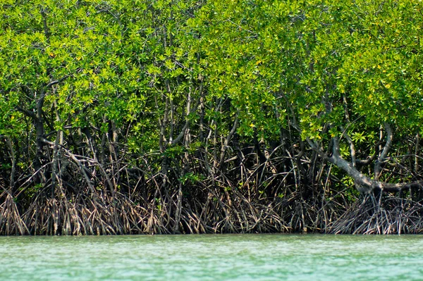 Mangrove forest — Stock Photo, Image