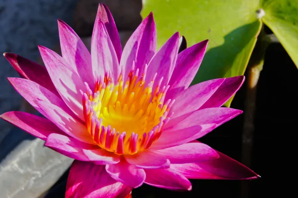 Roze water lily bloem (lotus) — Stockfoto