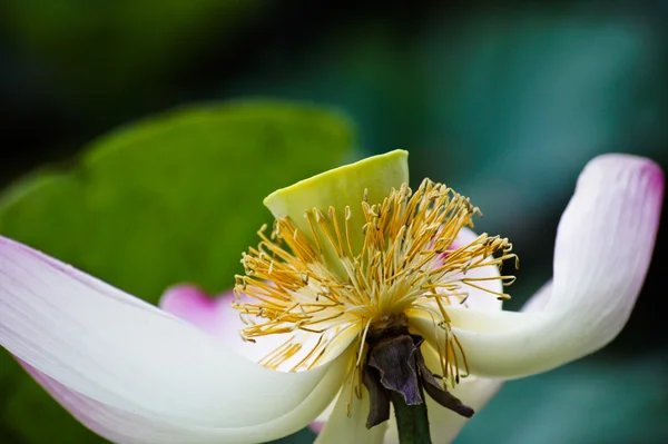 Rosa flor de lirio de agua (loto ) — Foto de Stock