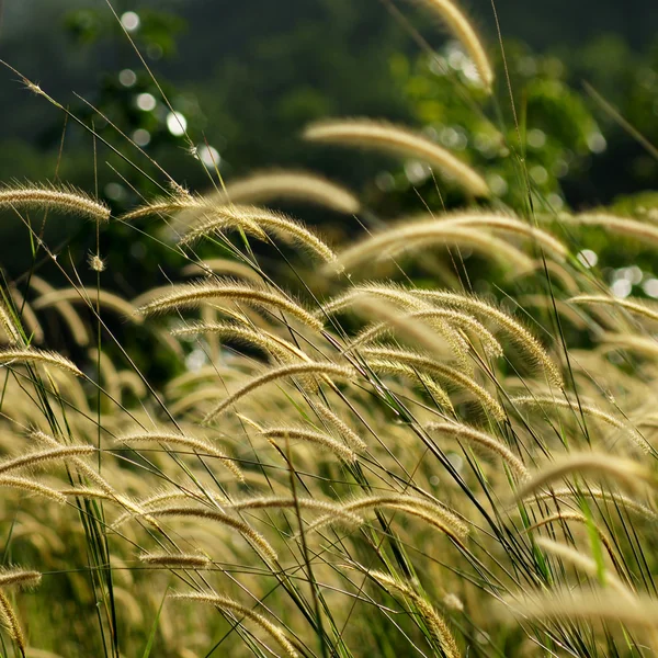 Fiore erba impatto luce solare. — Foto Stock