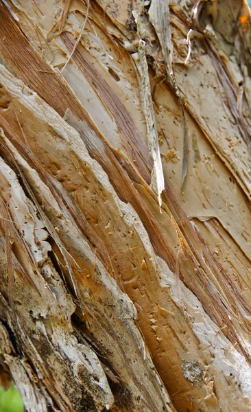 Fibra de madera Para papel —  Fotos de Stock