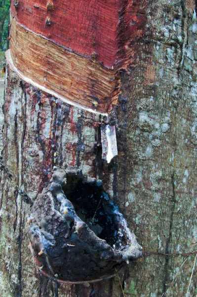 O processo de produção Borracha líquida Da árvore de borracha . — Fotografia de Stock