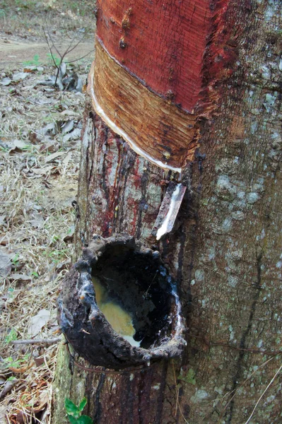 Het productie proces vloeibaar rubber uit de rubberboom. — Stockfoto