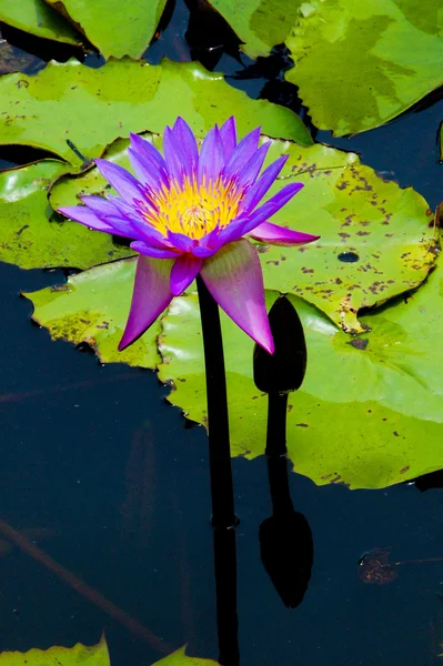 Kwitnące lilie wodne — Zdjęcie stockowe