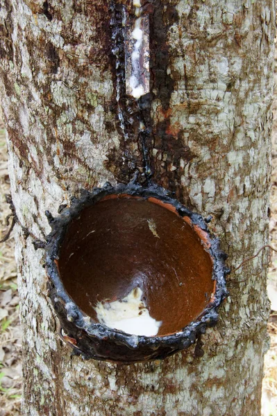O processo de produção Borracha líquida Da árvore de borracha . — Fotografia de Stock