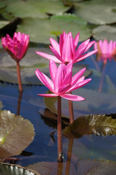 Flor de lírio de água (lótus) A flor de lótus (lírio de água) é natio — Fotografia de Stock